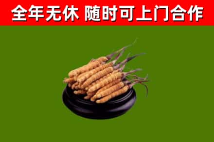 洪湖回收散虫草