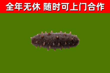 洪湖回收海参干